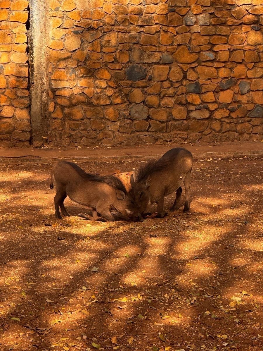 Phacochères à Bandia