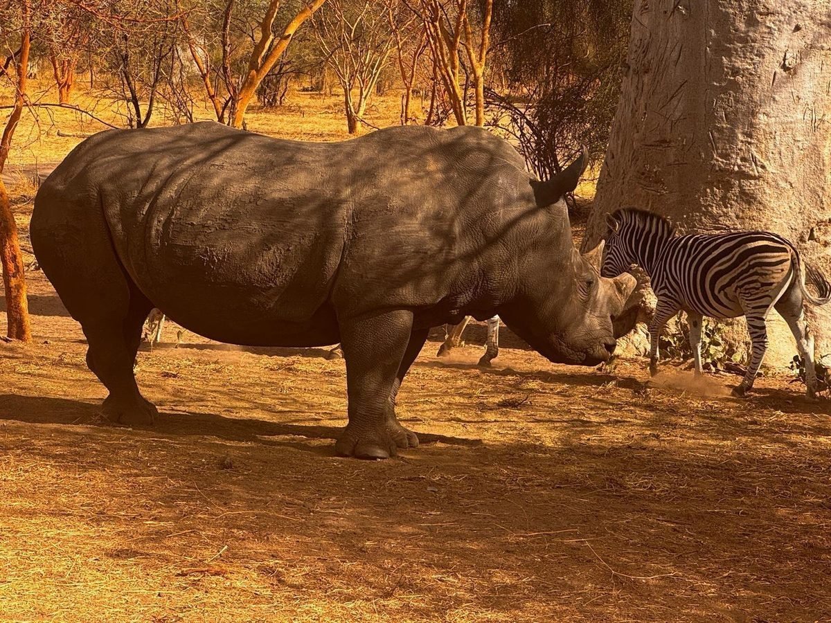 Rhinocéros et zèbre à la réserve de Bandia