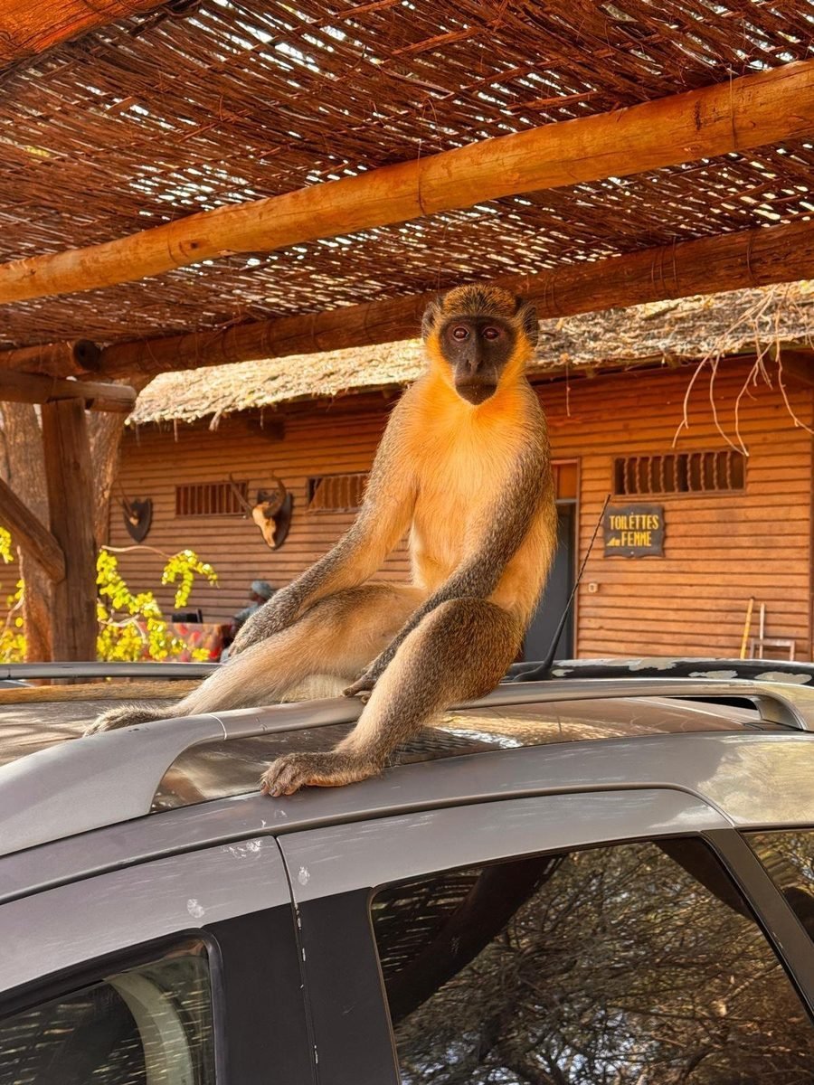 Singe sur le toit d'une voiture